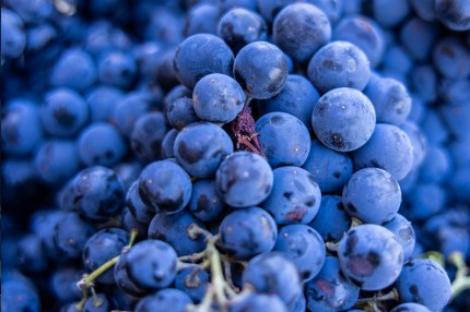 Deep blue-black grape clusters, dense and dusted with bloom