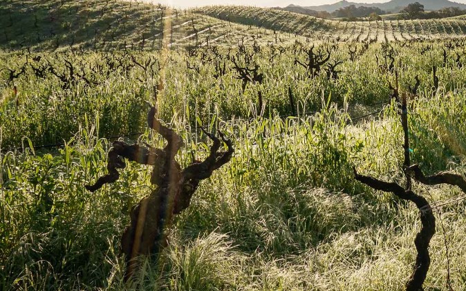 Gnarled old bush vines in dew-covered grass, golden morning light over rolling vineyard hills